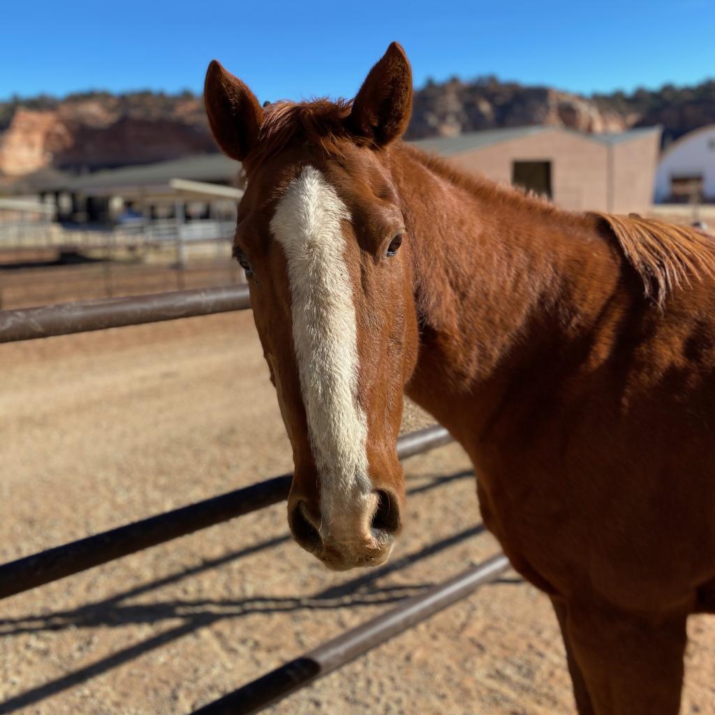 Bexley, Adoptable, Senior Female Quarterhorse.