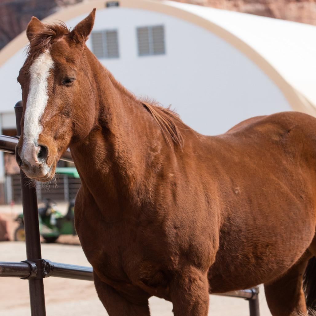 Bexley, a Adoptable Quarterhorse in Kanab, UT image 2/2
