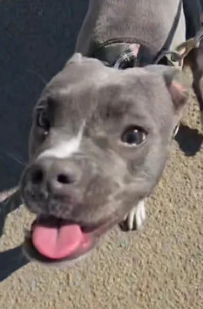 Raina, adoptable, Young Female Pit Bull Terrier & American Bully.