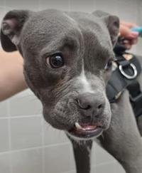 Enlarge Raina, an adopted mixed breed in Santa Clara, CA image 2/4