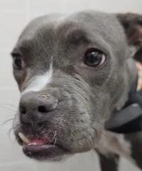 Enlarge Raina, an adopted mixed breed in Santa Clara, CA image 3/4