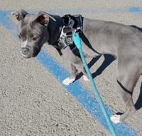 Enlarge Raina, an adopted mixed breed in Santa Clara, CA image 4/4