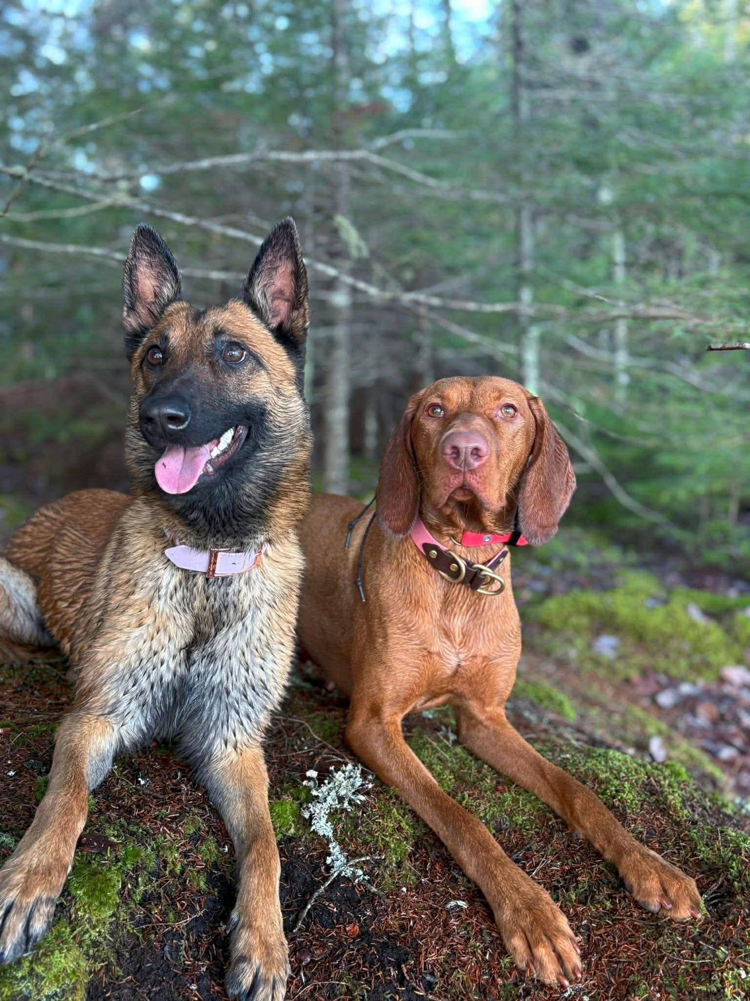 Enlarge Cricket, a ADOPTABLE Belgian Shepherd / Malinois in Harrietsfield, NS image 2/6