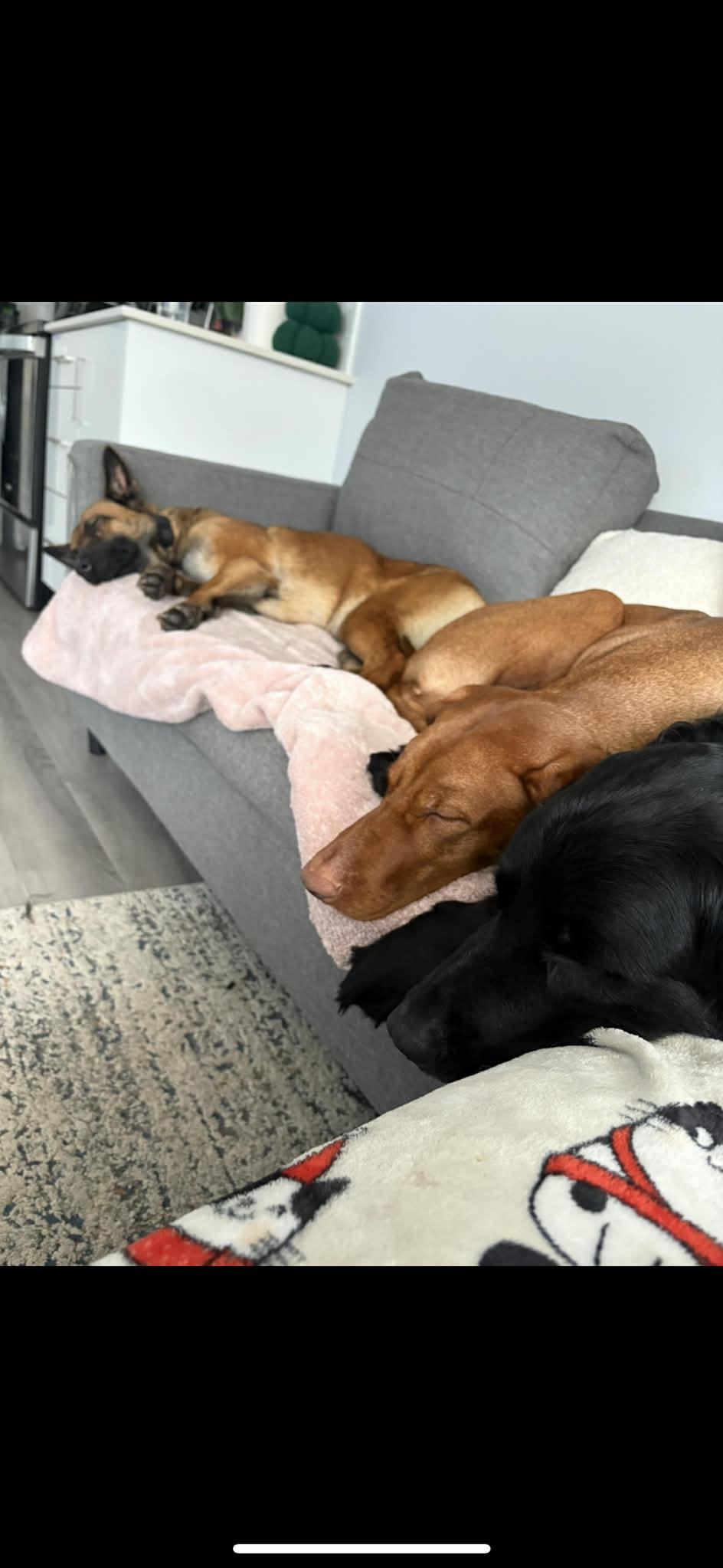 Enlarge Cricket, a ADOPTABLE Belgian Shepherd / Malinois in Harrietsfield, NS image 4/6