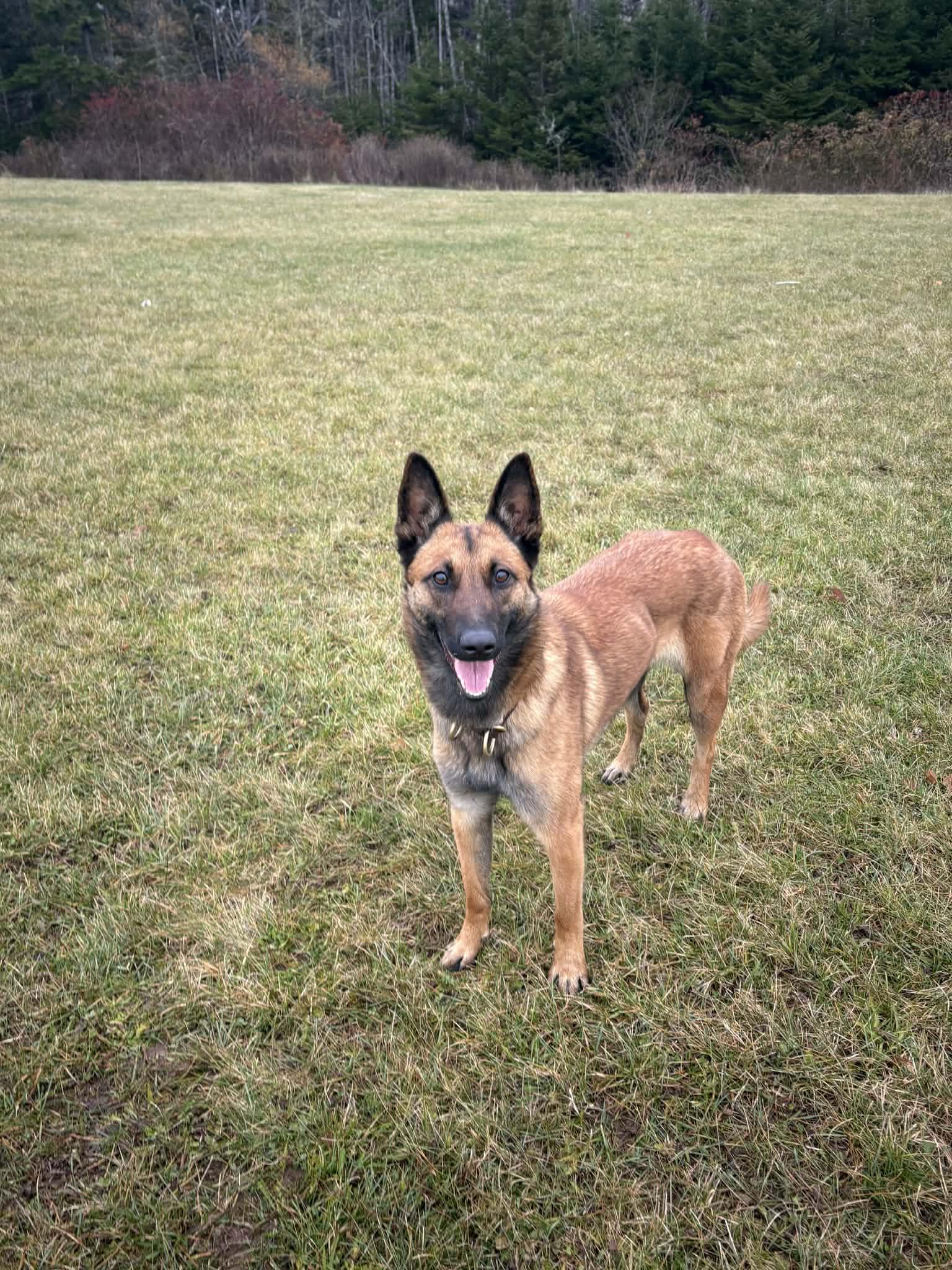 Enlarge Cricket, a ADOPTABLE Belgian Shepherd / Malinois in Harrietsfield, NS image 3/6