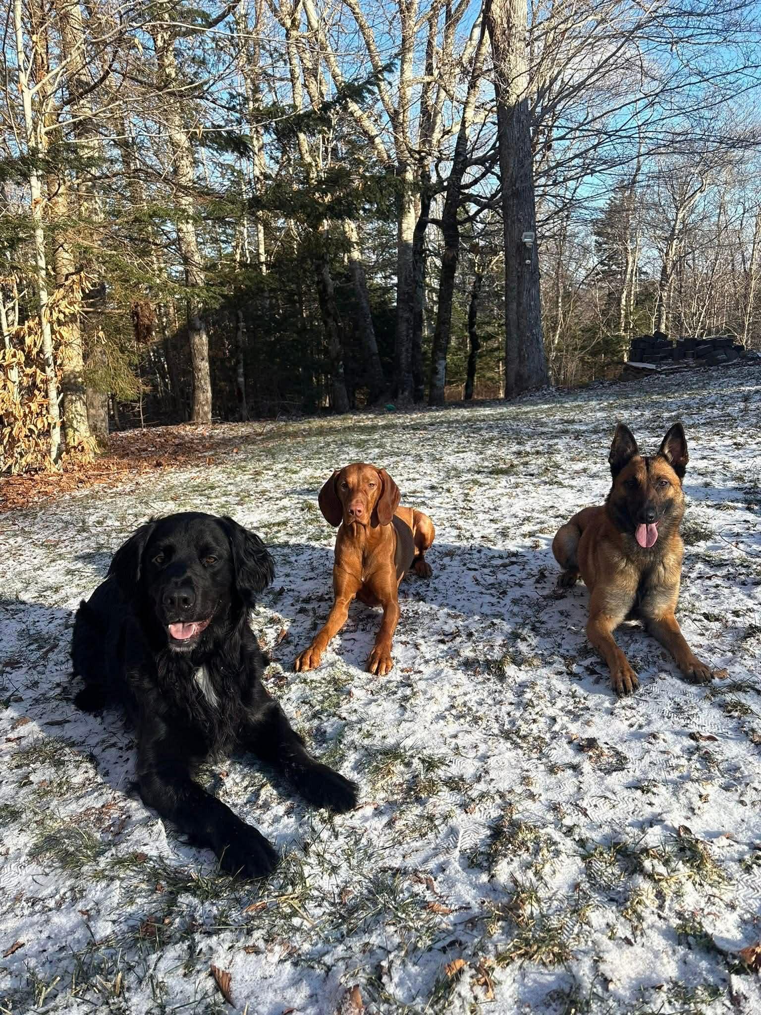 Enlarge Cricket, a ADOPTABLE Belgian Shepherd / Malinois in Harrietsfield, NS image 6/6