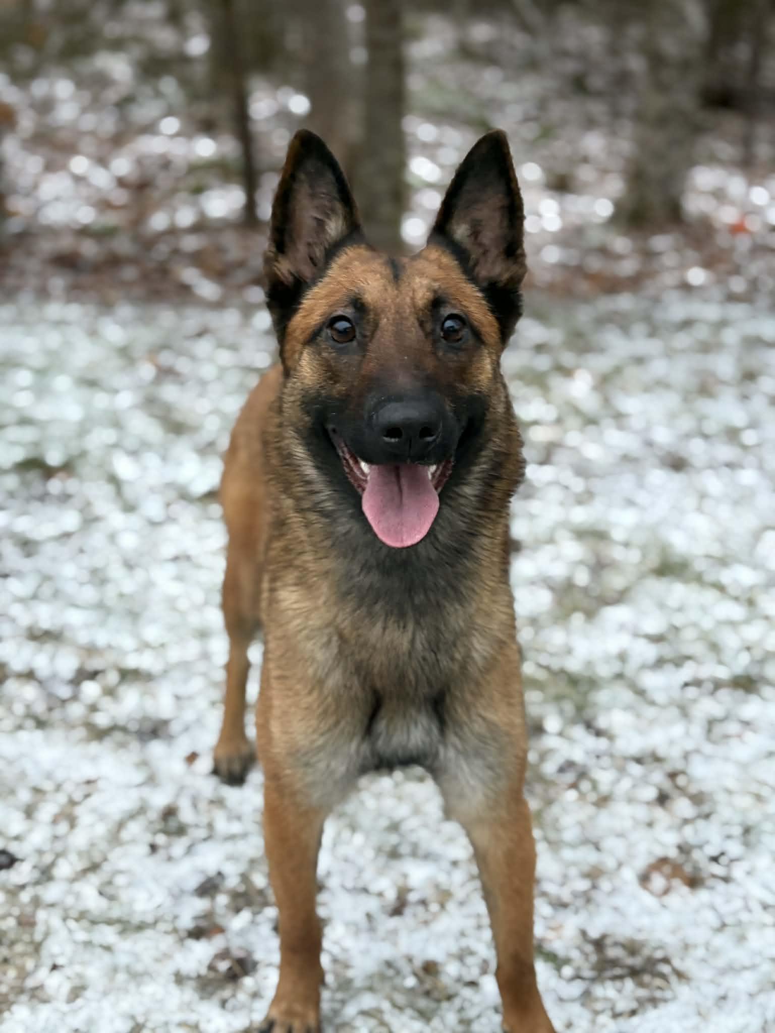Enlarge Cricket, a ADOPTABLE Belgian Shepherd / Malinois in Harrietsfield, NS image 1/6