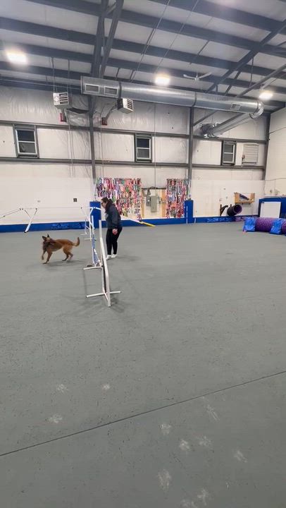 Enlarge Cricket, a ADOPTABLE Belgian Shepherd / Malinois in Harrietsfield, NS video 5/6