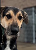 Enlarge Jude, adorable & affectionate beauty needs immediate foster or adopter!, a Adoptable mixed breed in Bonney Lake, WA image 5/6