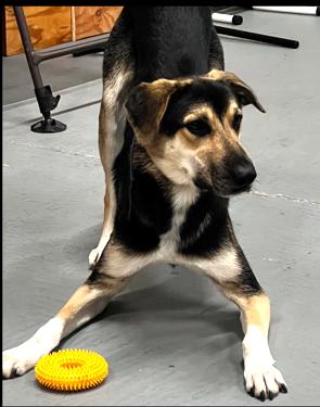 Enlarge Jude, adorable & affectionate beauty needs immediate foster or adopter!, a Adoptable mixed breed in Bonney Lake, WA image 4/6