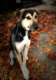 Enlarge Jude, adorable & affectionate beauty needs immediate foster or adopter!, a Adoptable mixed breed in Bonney Lake, WA image 6/6