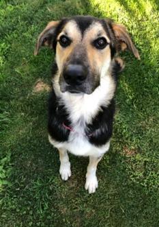 Enlarge Jude, adorable & affectionate beauty needs immediate foster or adopter!, a Adoptable mixed breed in Bonney Lake, WA image 1/6