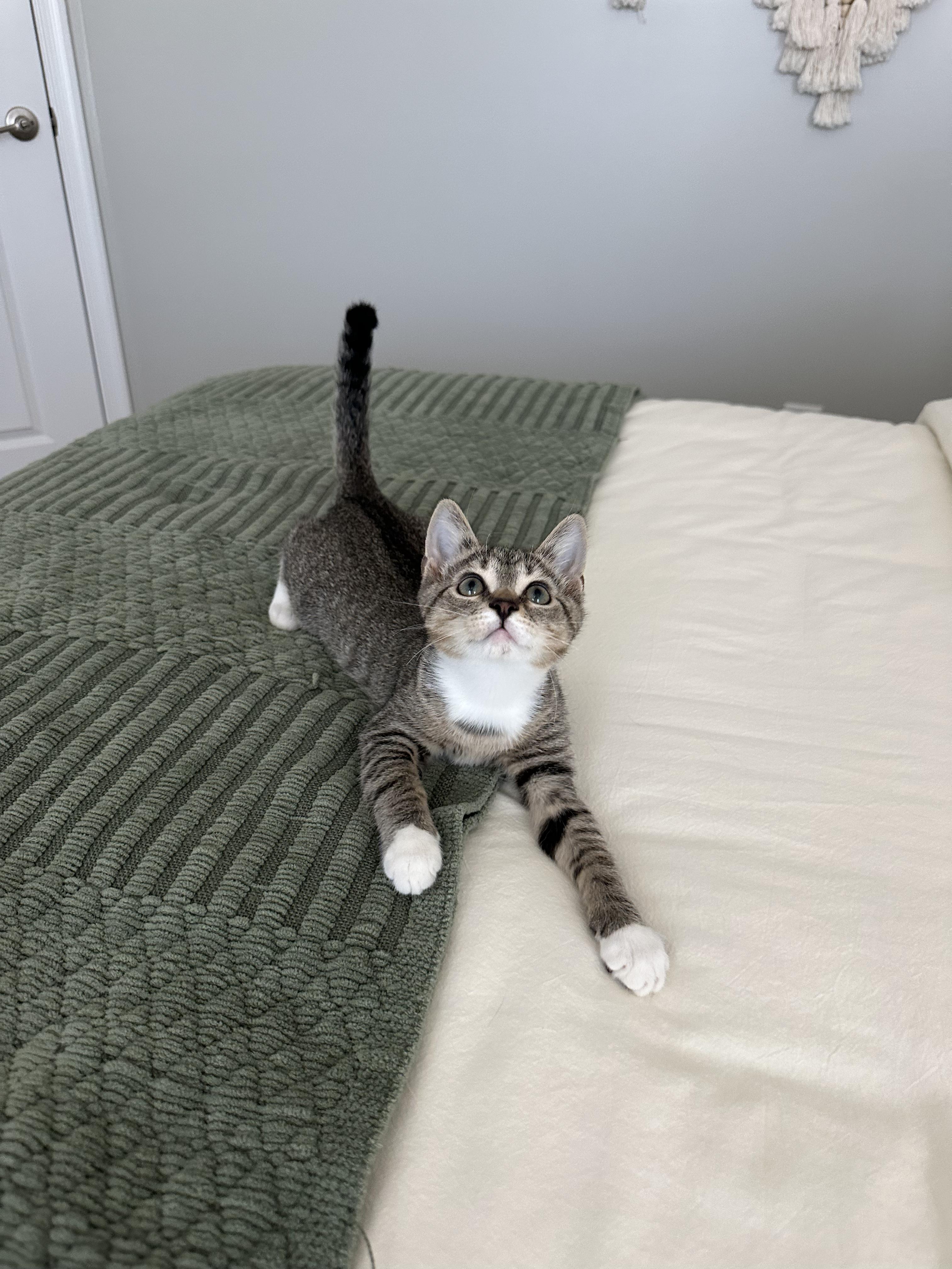 Enlarge Fig, a ADOPTABLE American Shorthair in North Chesterfield, VA image 3/3