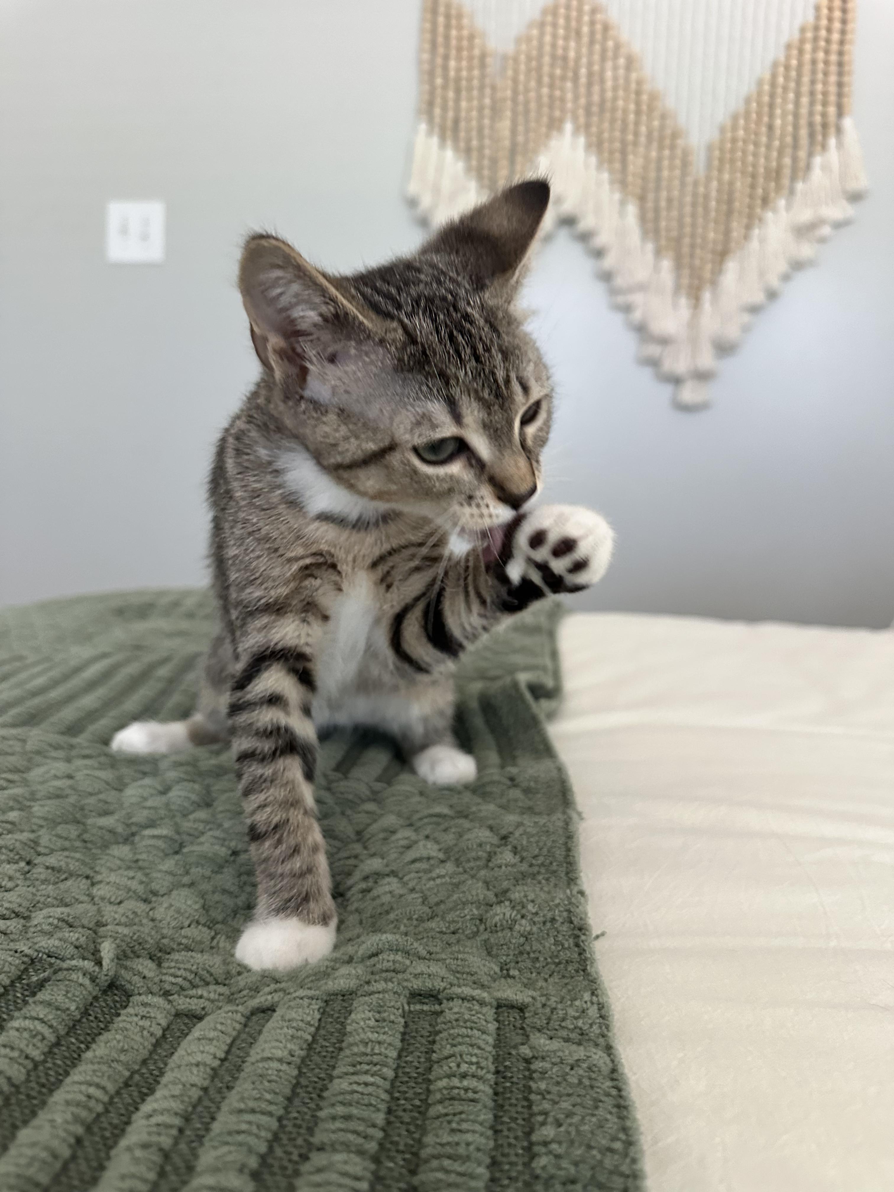 Enlarge Fig, a ADOPTABLE American Shorthair in North Chesterfield, VA image 2/3