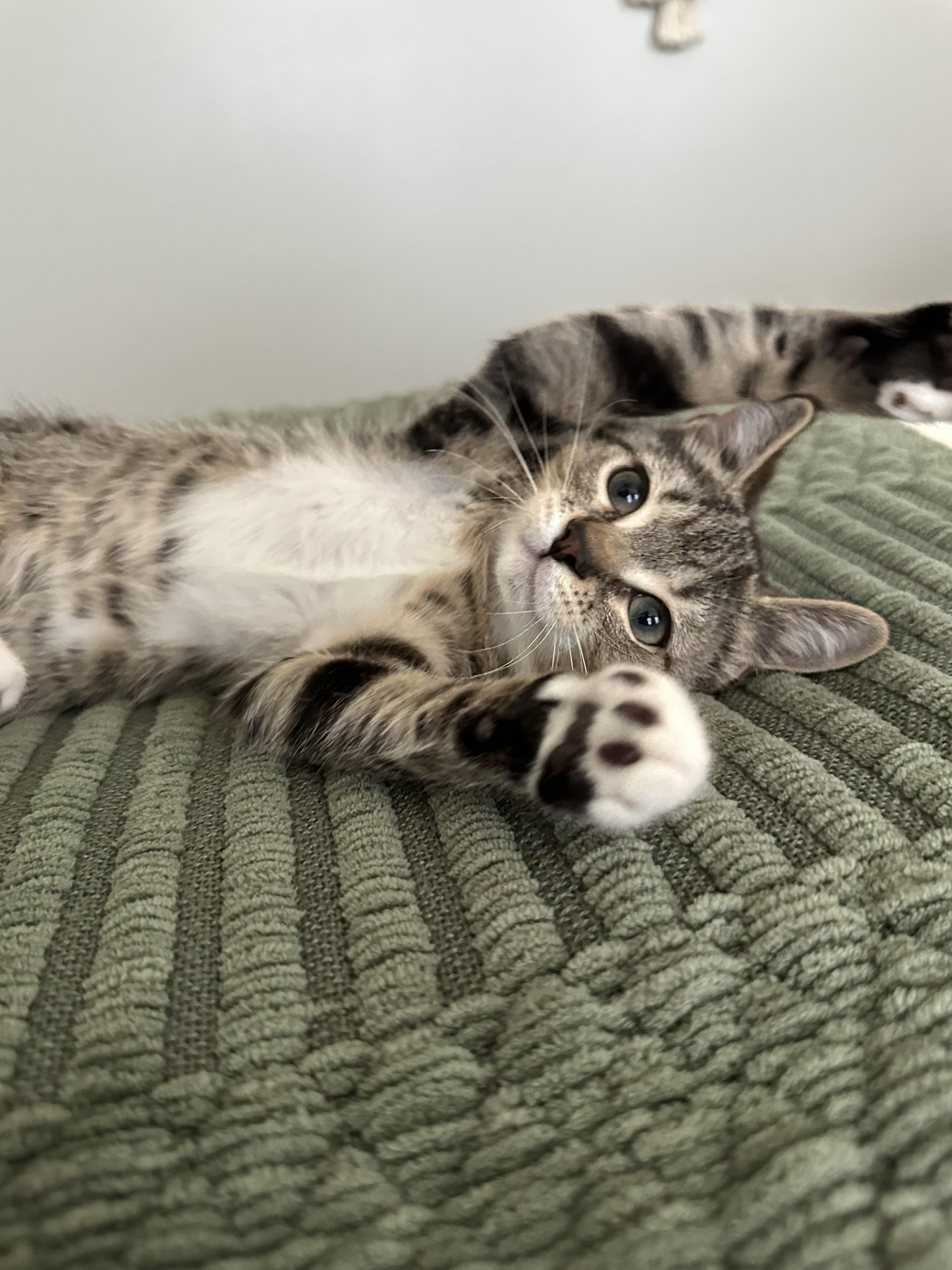 Enlarge Fig, a ADOPTABLE American Shorthair in North Chesterfield, VA image 1/3