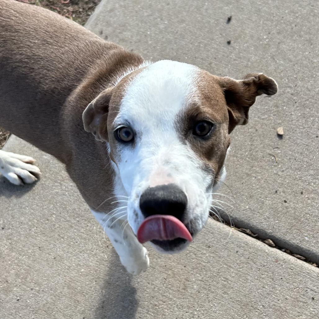 Nirvana - in foster, a Adoptable Mixed Breed in Flagstaff, AZ image 3/6