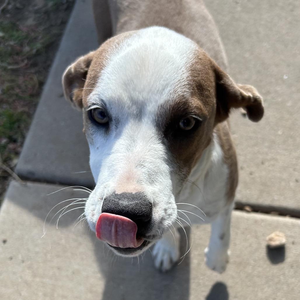 Nirvana - in foster, a Adoptable Mixed Breed in Flagstaff, AZ image 5/6