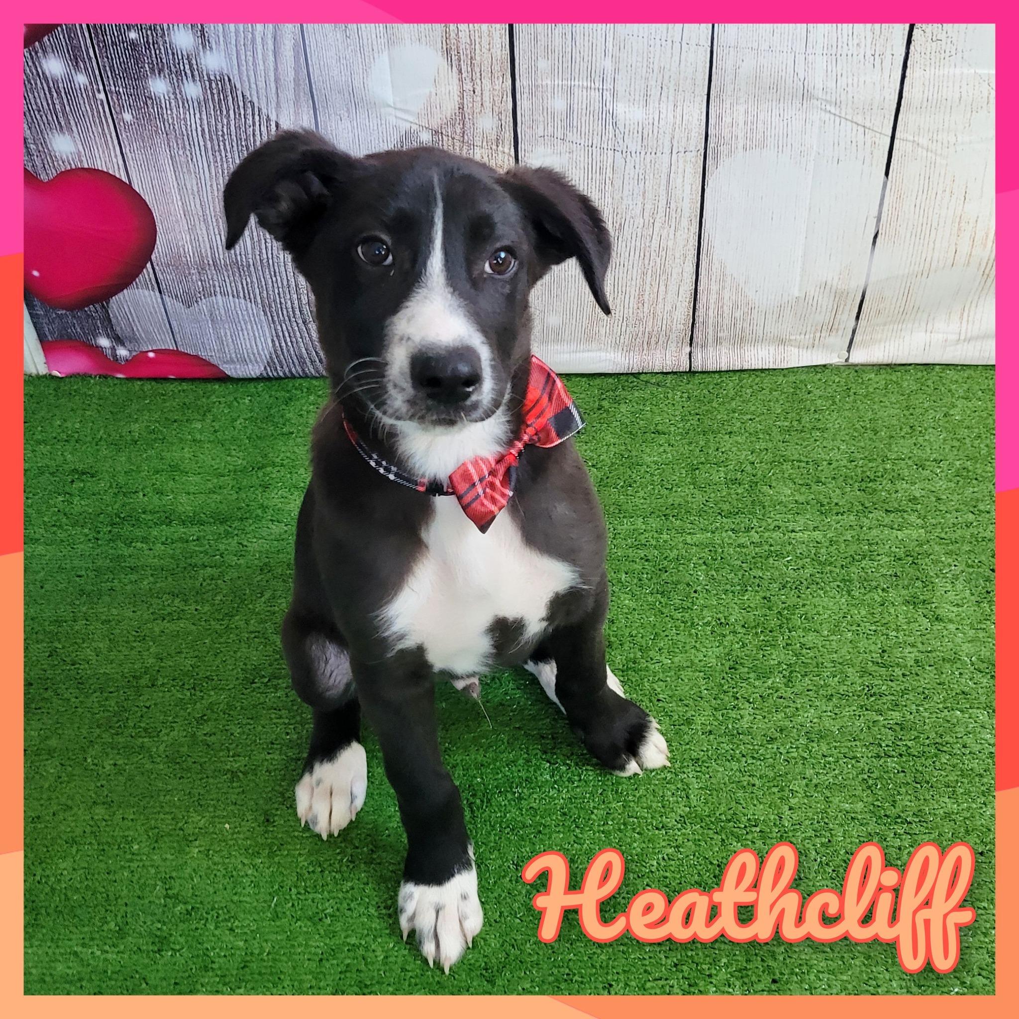 Enlarge Heathcliff, a Adoptable mixed breed in Daingerfield, TX image 1/1