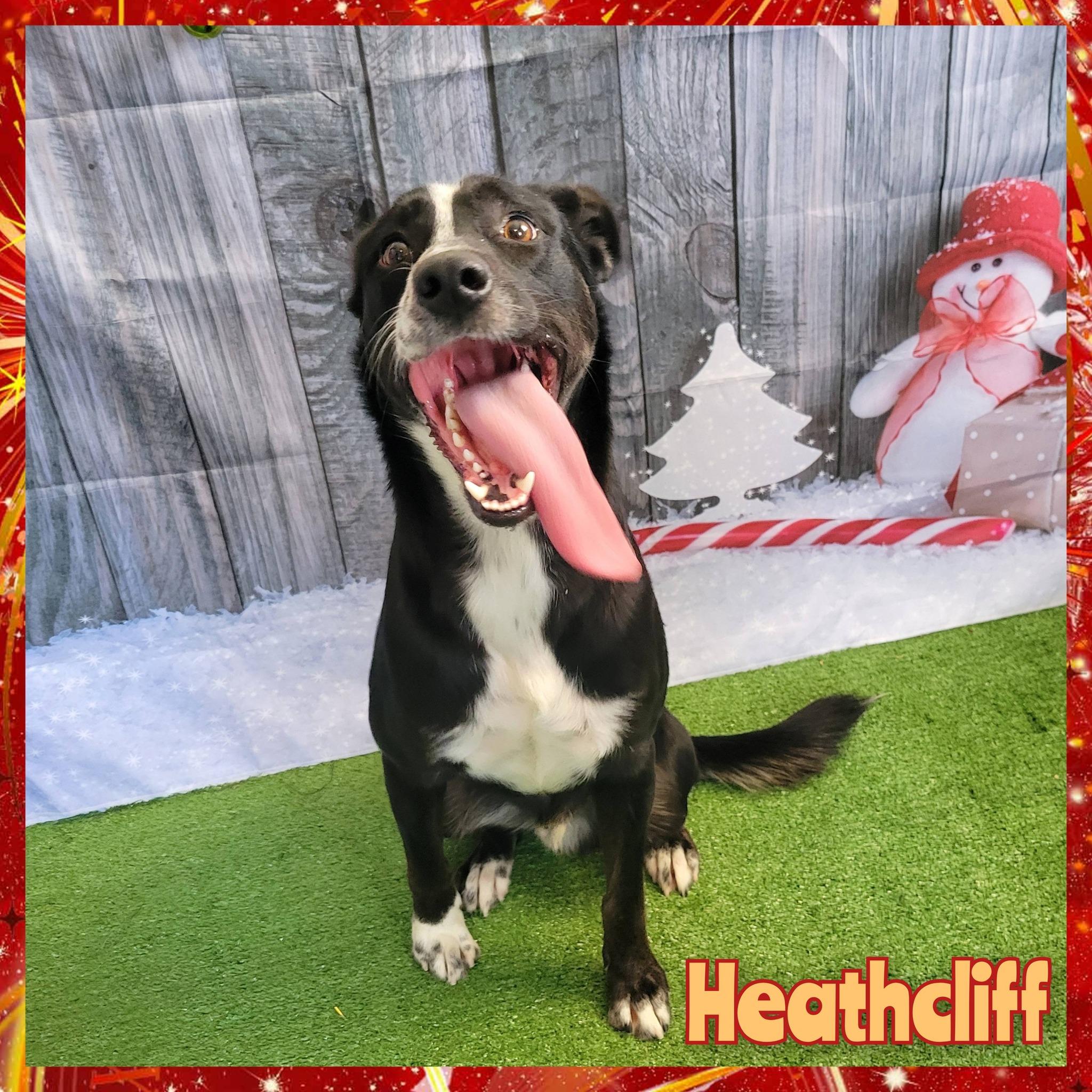 Enlarge Heathcliff, a Adoptable mixed breed in Daingerfield, TX image 1/2