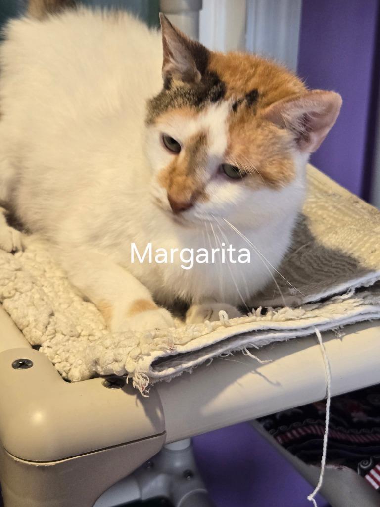 Margarita, Adoptable, Adult Female Domestic Short Hair.