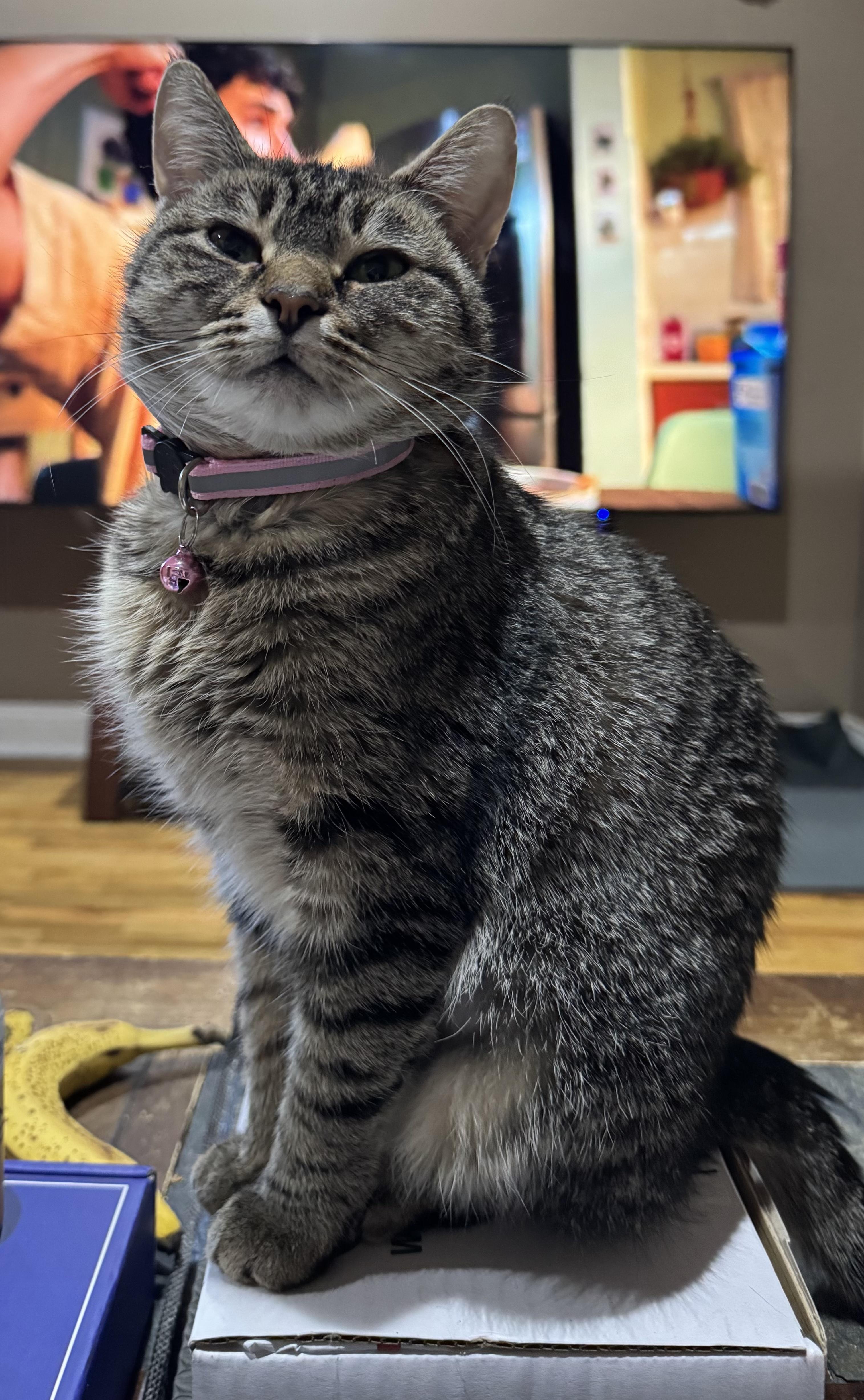 Jeri, ADOPTABLE, Adult Female Domestic Short Hair.