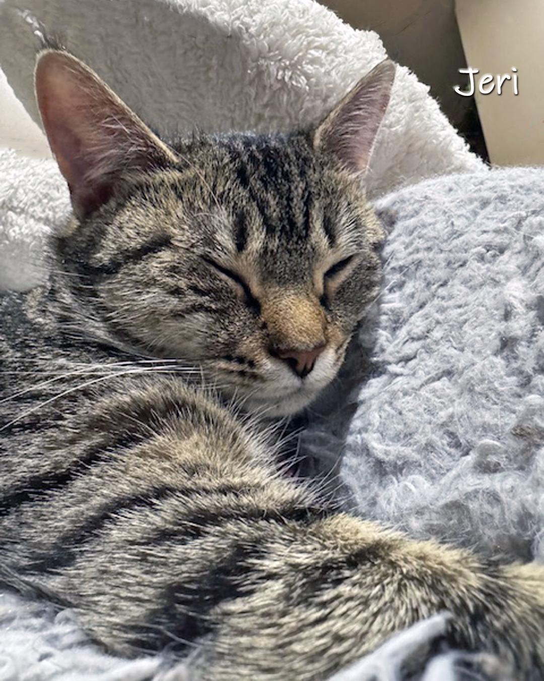 Jeri, ADOPTABLE, Adult Female Domestic Short Hair.