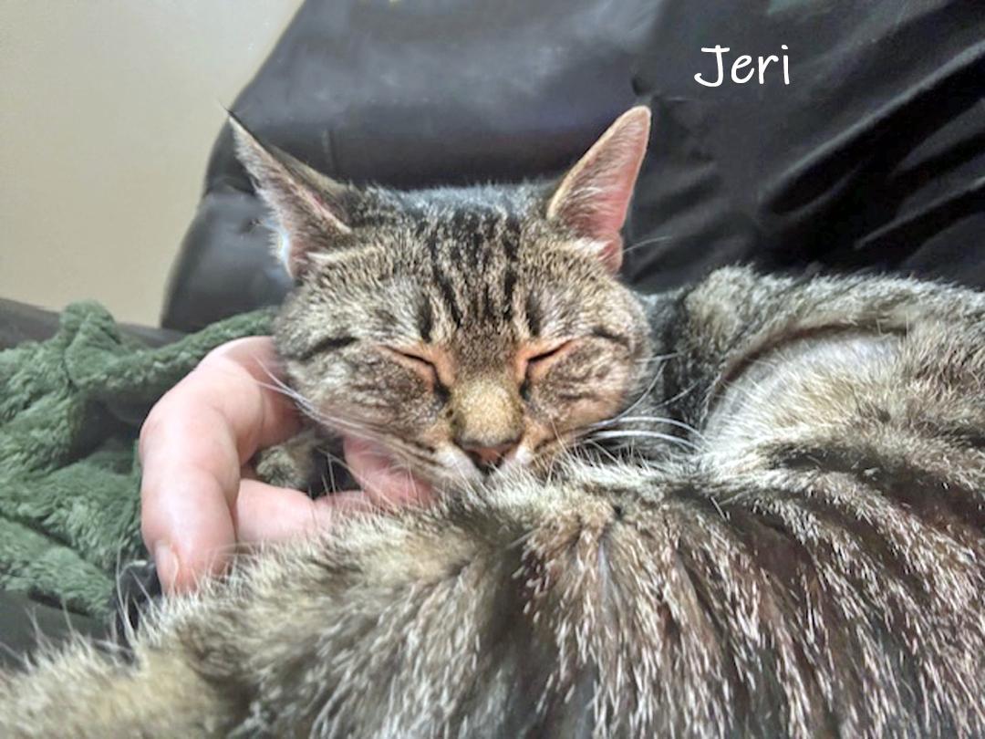 Enlarge Jeri, a ADOPTABLE Domestic Short Hair in Chicago, IL image 2/3