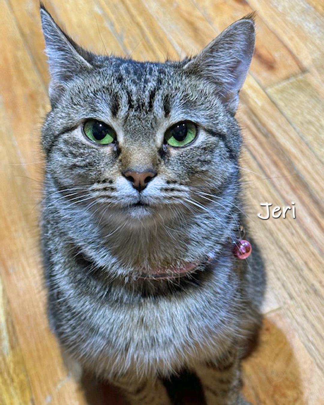 Enlarge Jeri, a ADOPTABLE Domestic Short Hair in Chicago, IL image 3/3