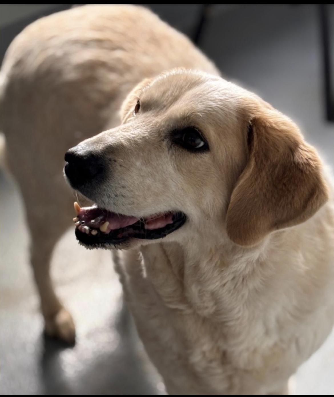 Dora, ADOPTABLE, Adult Female Yellow Labrador Retriever & Great Pyrenees.