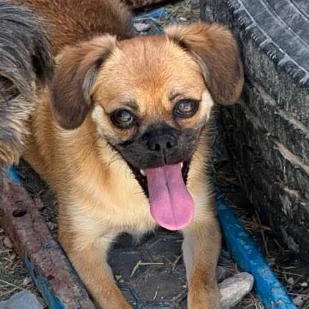 AVAILABLE  8/30 CINNAMON, Adoptable, Young Female Pekingese & Chihuahua.
