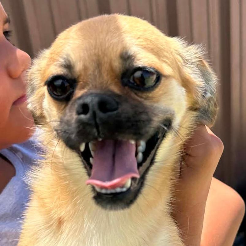 AVAILABLE 8/30 CINNAMON, a Adoptable mixed breed in Loves Park, IL image 3/5