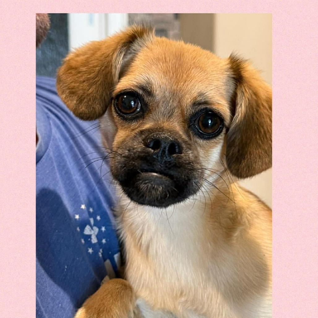 AVAILABLE 8/30 CINNAMON, a Adoptable mixed breed in Loves Park, IL image 4/5