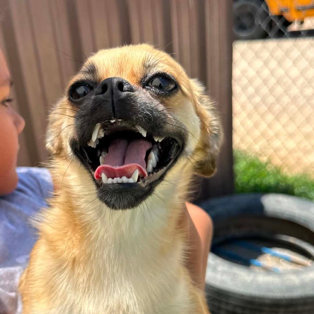 AVAILABLE 8/30 CINNAMON, a Adoptable mixed breed in Loves Park, IL image 5/5