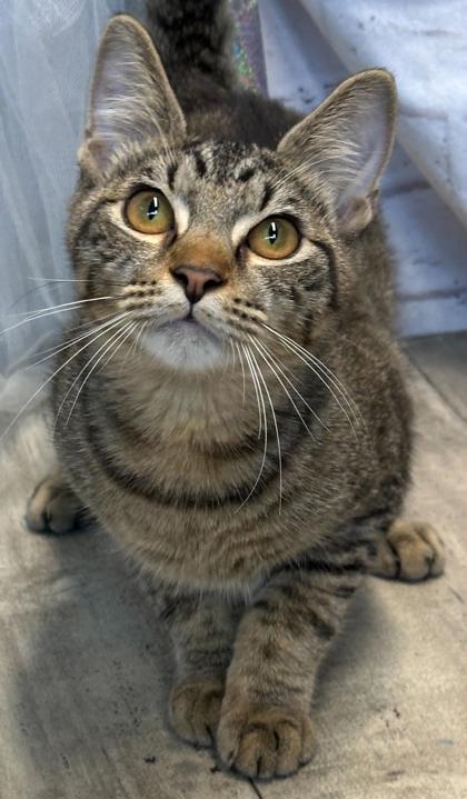 Enlarge Houdini, a Adoptable mixed breed in Shreveport, LA image 1/3