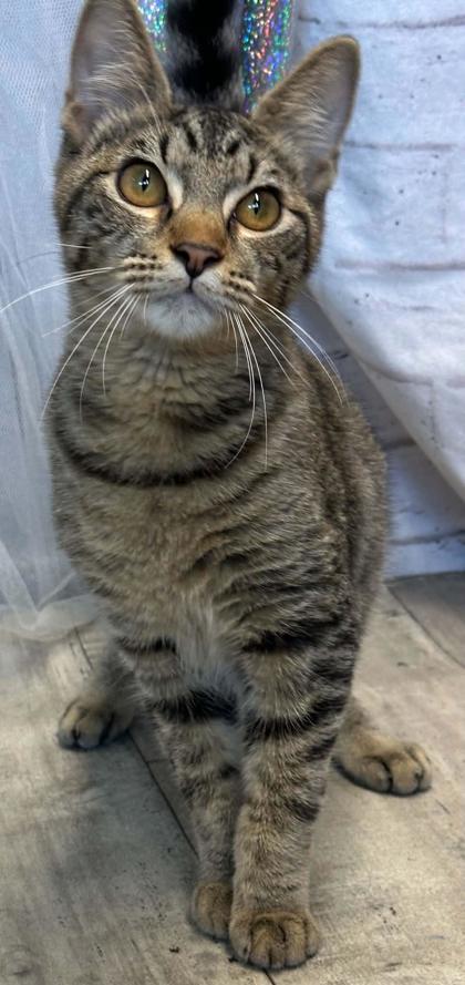 Enlarge Houdini, a Adoptable mixed breed in Shreveport, LA image 2/3