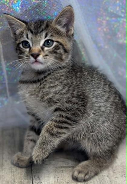 Enlarge Houdini, a Adoptable mixed breed in Shreveport, LA image 3/3