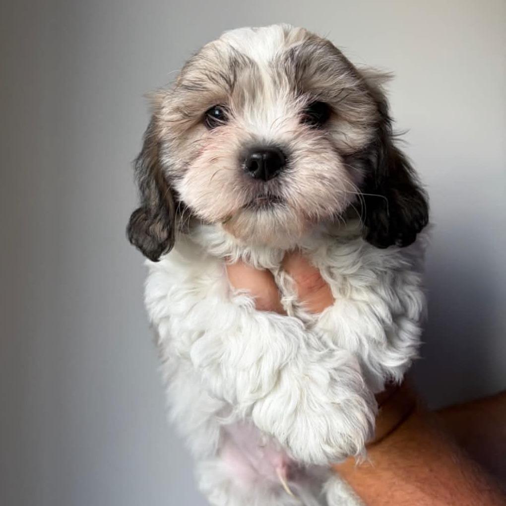 Louie photo