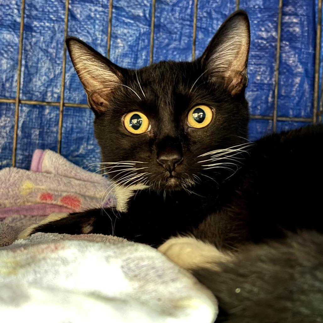 Enlarge McSteamy, a Adoptable Domestic Short Hair in Wahiawa, HI image 1/1