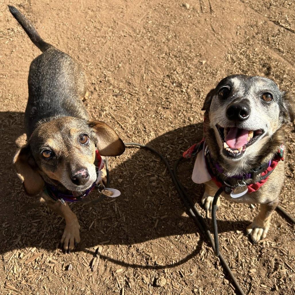 Connecticut, Adoptable, Senior Male Dachshund.