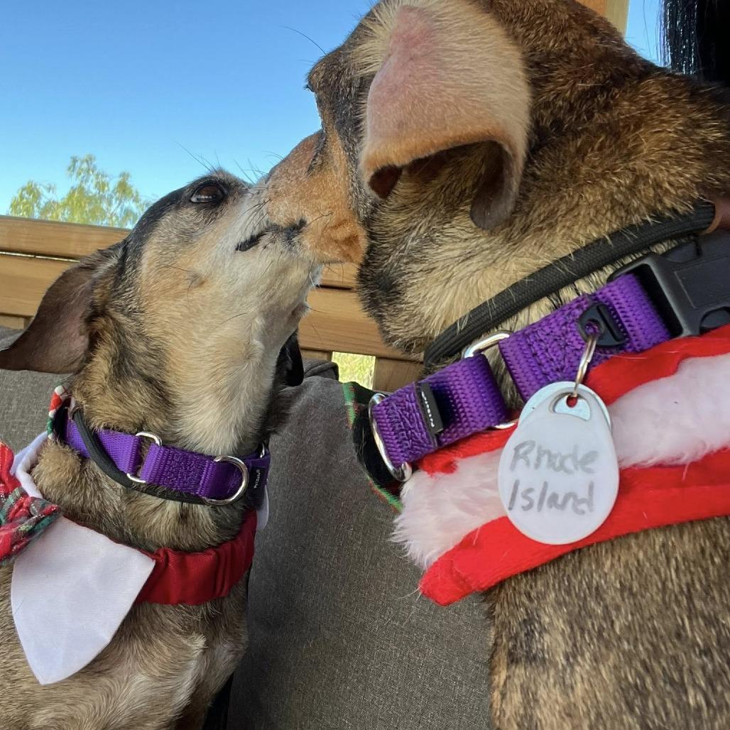 Connecticut, Adoptable, Senior Male Dachshund.