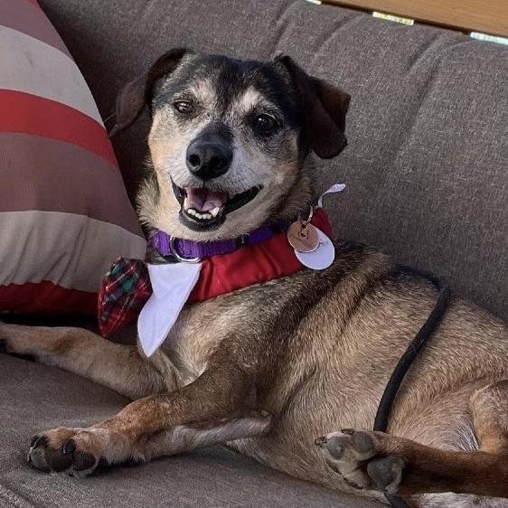 Enlarge Connecticut, a Adoptable Dachshund in Ramona, CA image 2/6