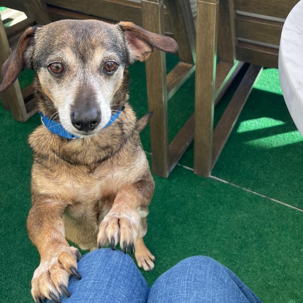 Enlarge Connecticut, a Adoptable Dachshund in Ramona, CA image 4/6