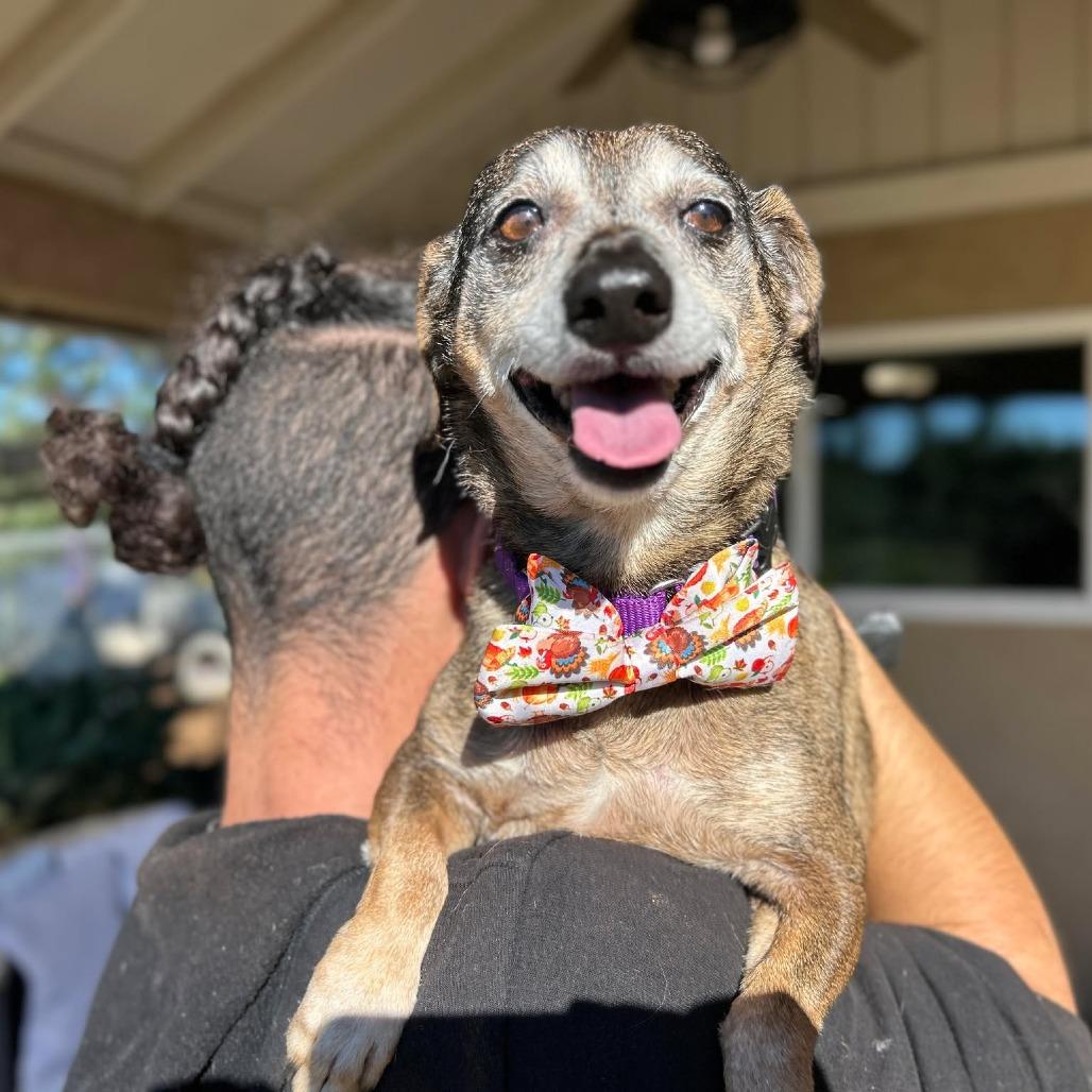 Enlarge Connecticut, a Adoptable Dachshund in Ramona, CA image 4/6