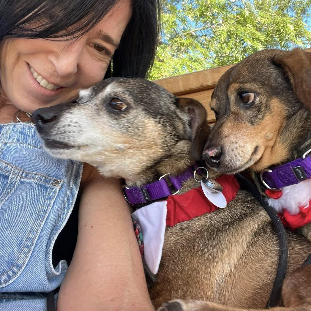 Enlarge Connecticut, a Adoptable Dachshund in Ramona, CA image 5/6