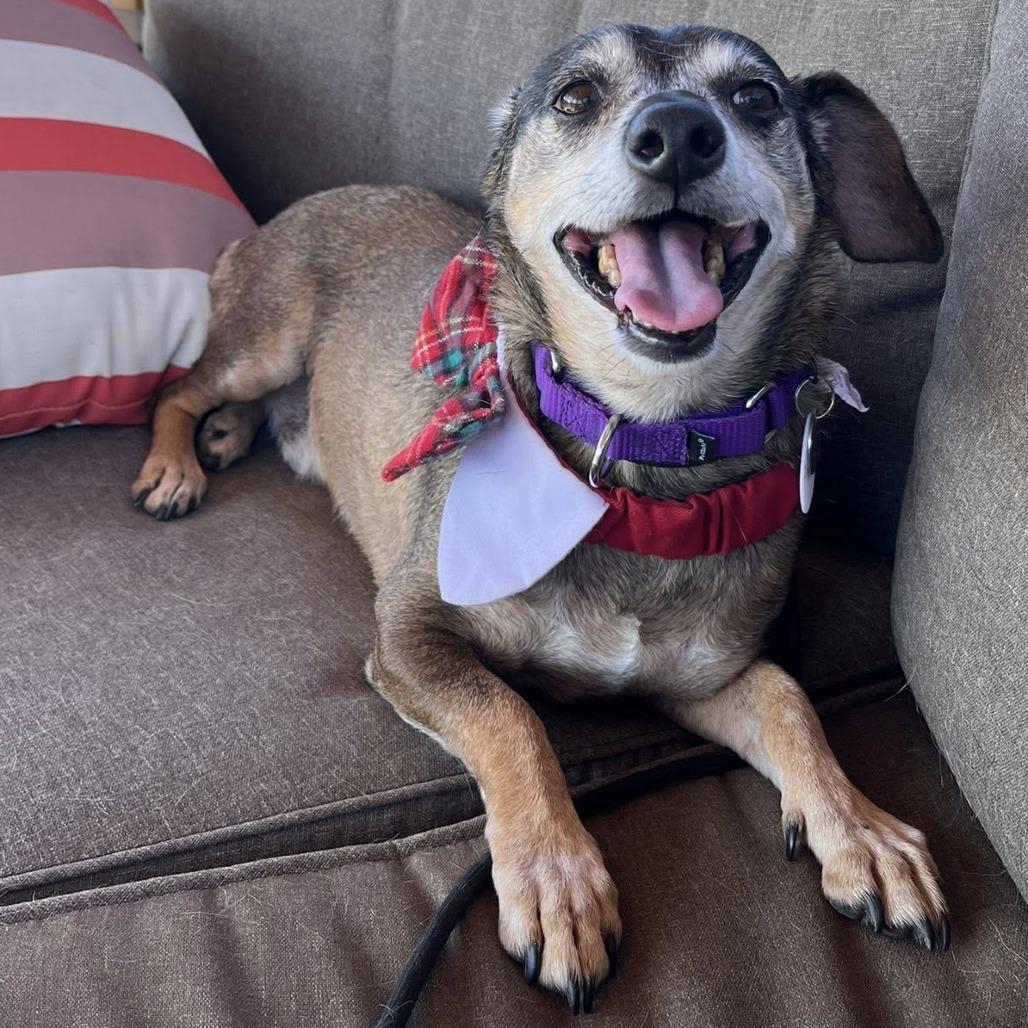 Enlarge Connecticut, a Adoptable Dachshund in Ramona, CA image 6/6