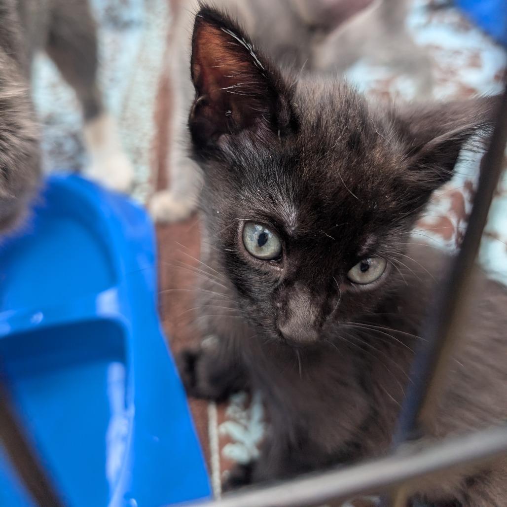 Totoro, Adoptable, Young Male American Shorthair.