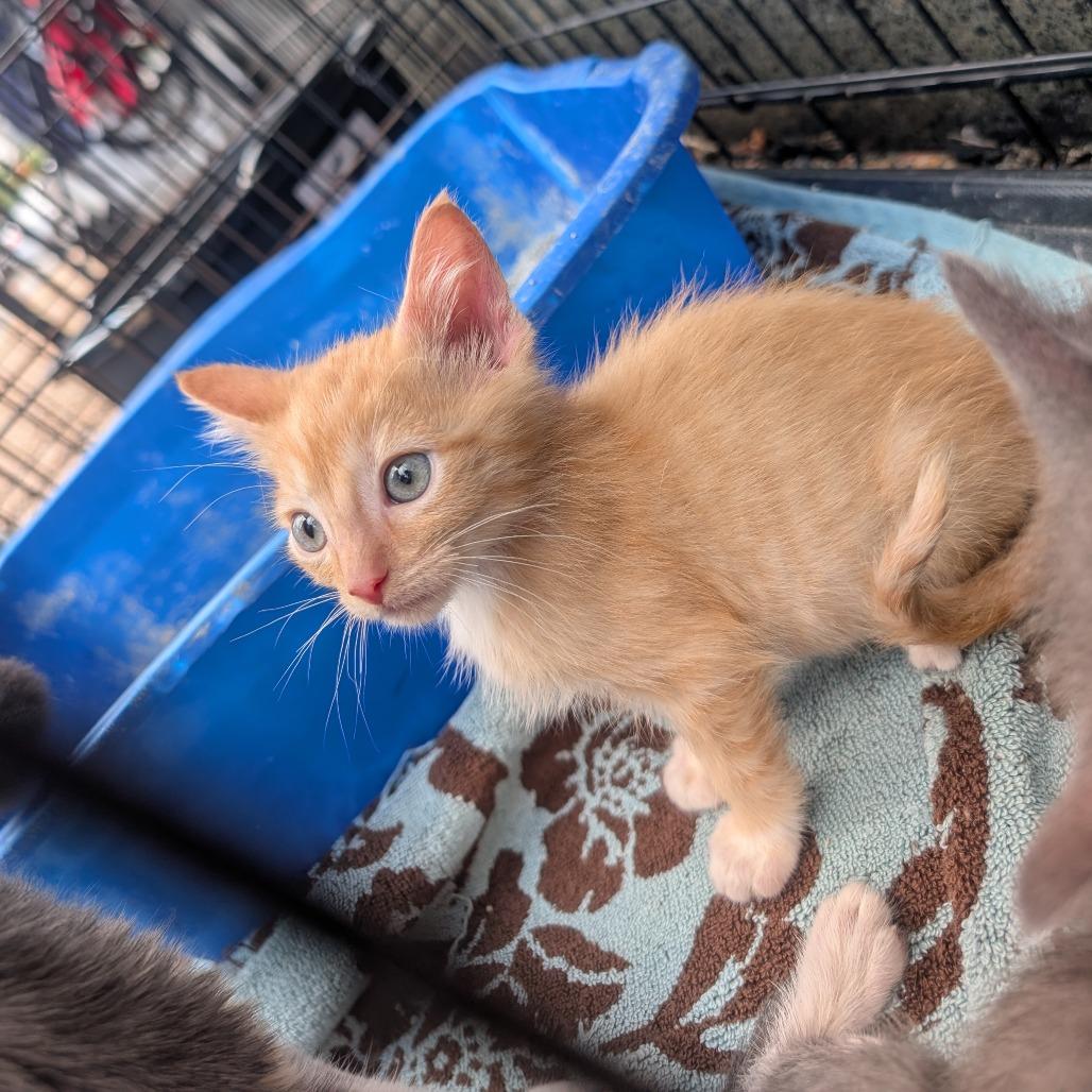 Enlarge Totoro, a Adoptable American Shorthair in West Plains, MO image 5/6