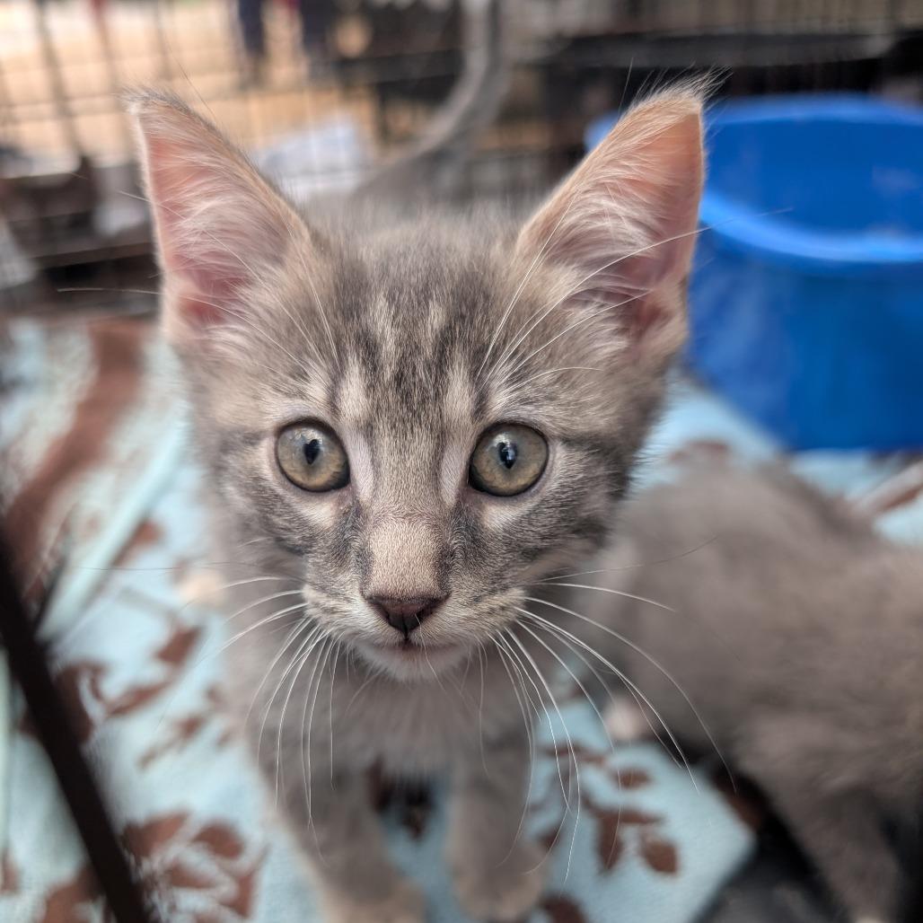 Enlarge Totoro, a Adoptable American Shorthair in West Plains, MO image 6/6