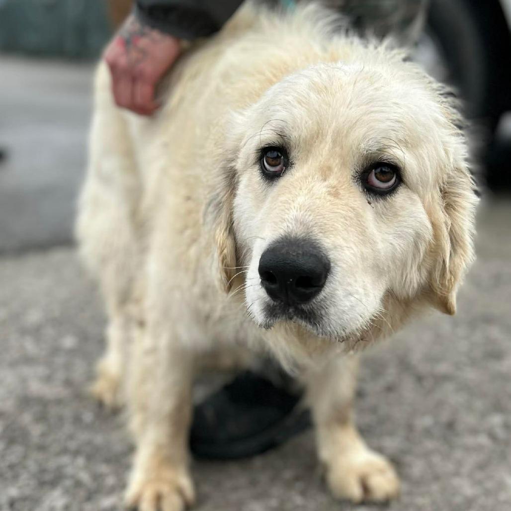 Jimbo, Adoptable, Adult Male Great Pyrenees & Golden Retriever.