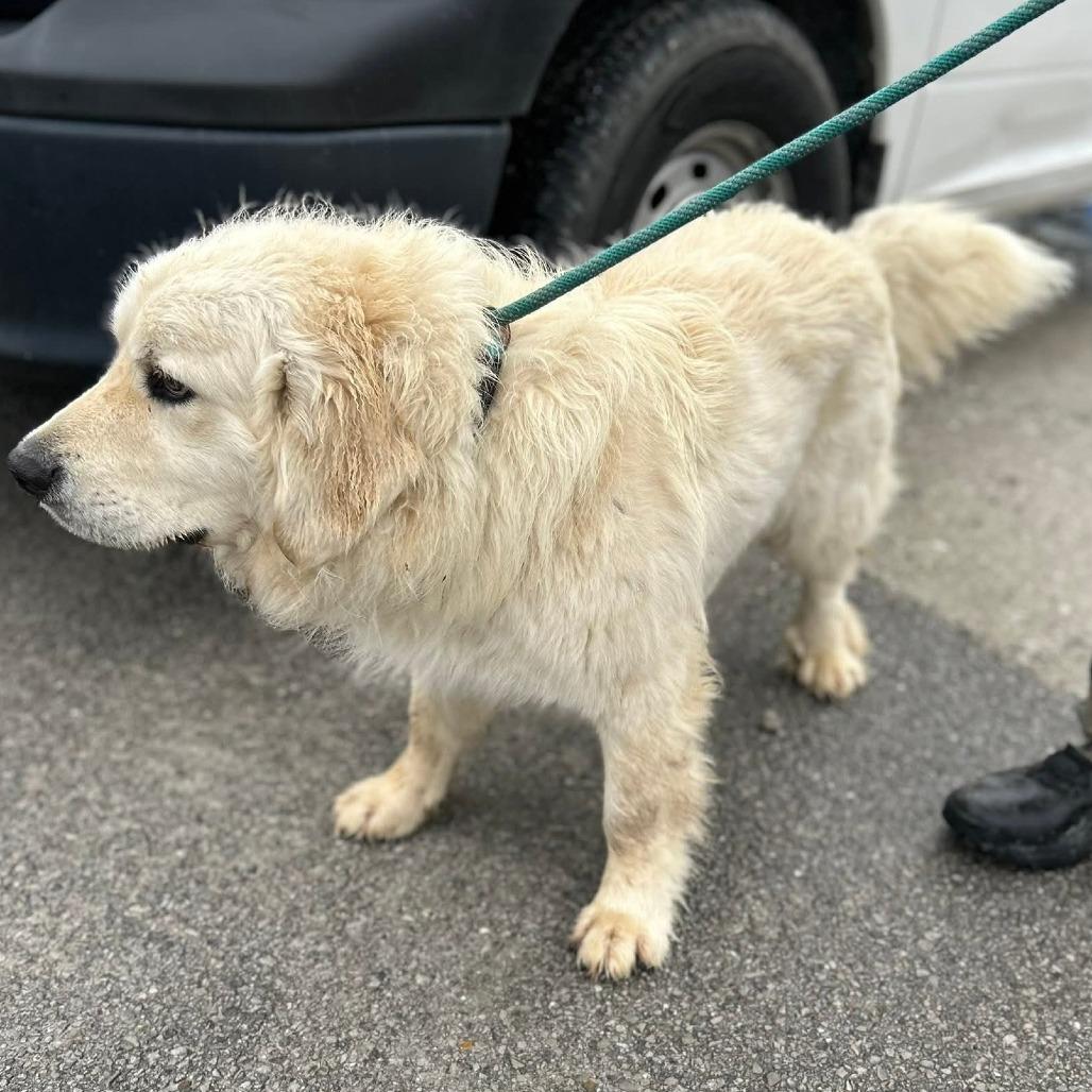 Enlarge Jimbo, a Adoptable mixed breed in Clarksville, TN image 3/6